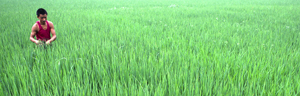 Rice fields in Chengdu, Sichuan. © UN Photo/John Isaac