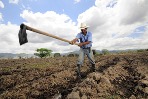 A maize farmer near Alauca, Honduras, digs irrigation channels in advance of maize planting. © Neil Palmer / CIAT
