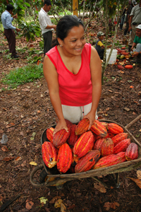 In Ecuador, a woman harvests cocoa beans that will be processed into chocolate. © Satre Comunicaciones / USAID